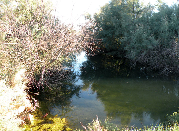 Cladophora sp dalle Saline di Cervia